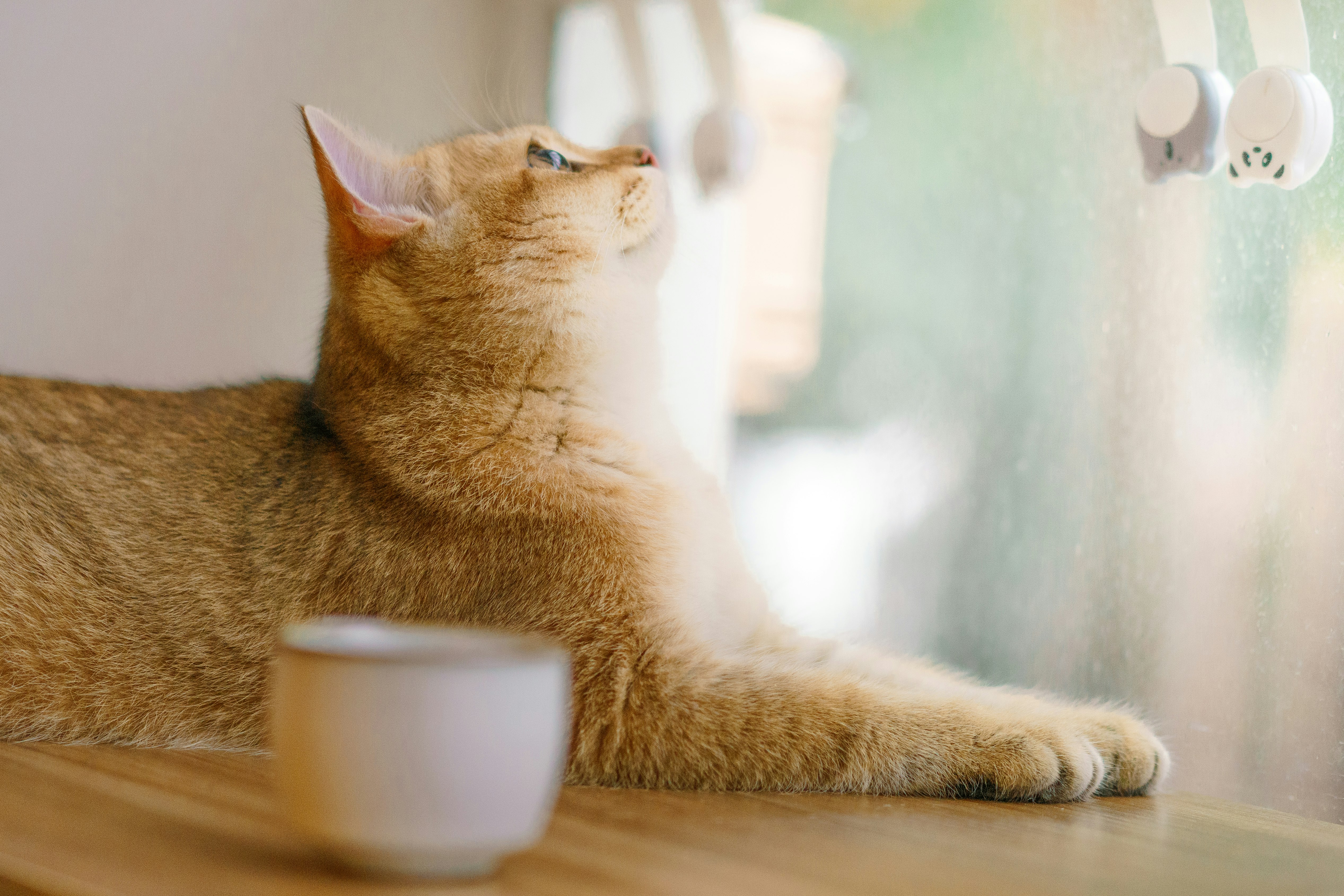 orange tabby cat on brown wooden table